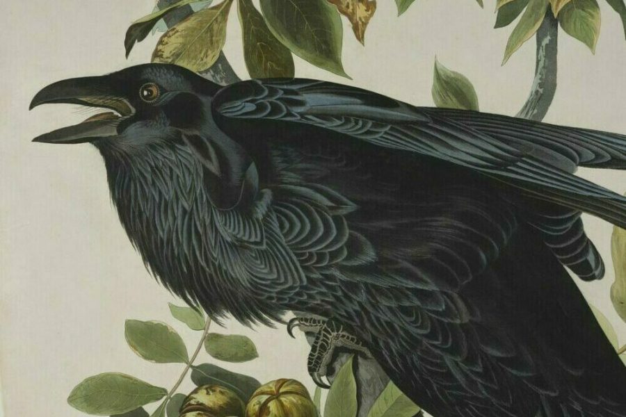 Detail of a print depicting a raven by John James Audubon.