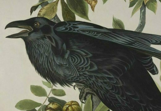 Detail of a print depicting a raven by John James Audubon.