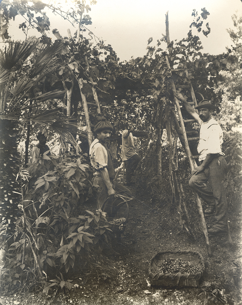 Group of Men Busy with Grape Gathering (Amalfi Region) (c. 1890–1913), Agnes Bulwer/Dora Bulwer.