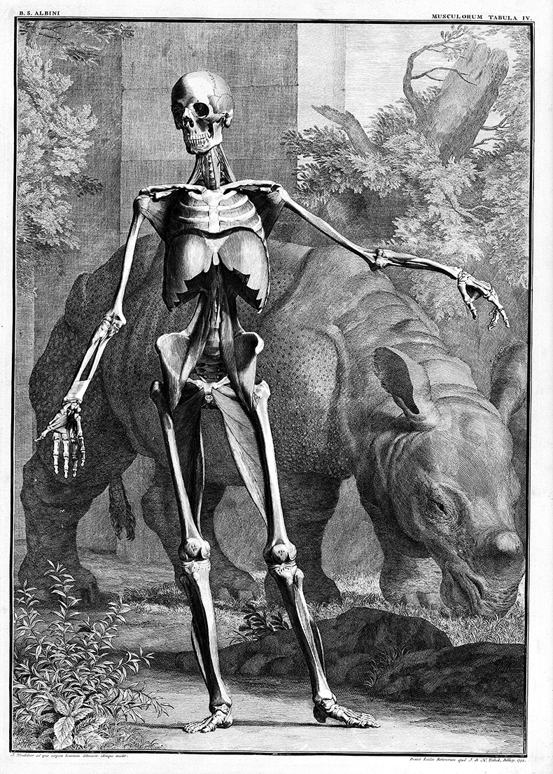 Illustration from Tables of the Skeleton and Msulces of the Human Body by Bernhard Siegfried Albinus, (1727). Courtesy Wellcome Collection
