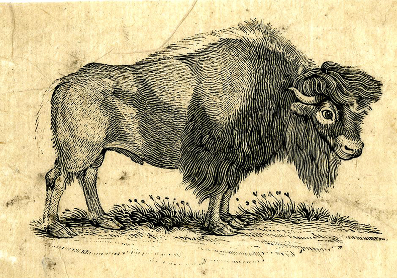 Bison from A General History of Quadrupeds (1790) by Ralph Beilby and illustrated by Thomas Bewick. British Museum, London.