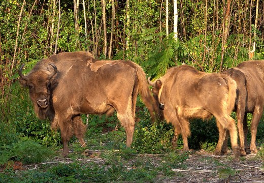 Bison at the Wildwood Trust nature reserve in Kent on 18 July 2022.