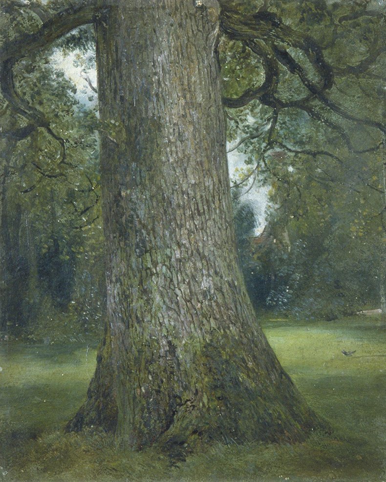 Study of the Trunk of an Elm Tree by John Constable