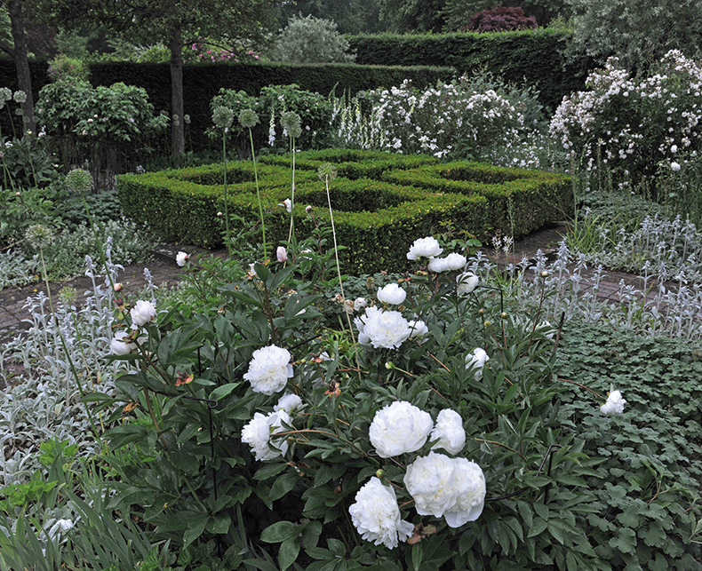 Jil Sander white rose garden