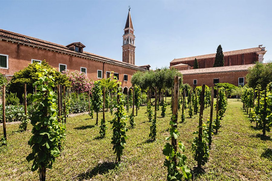 Venice vineyard