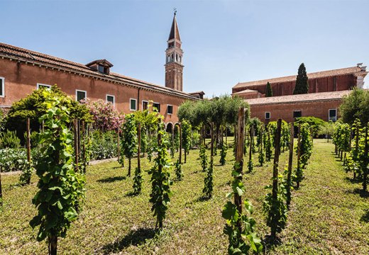 Venice vineyard