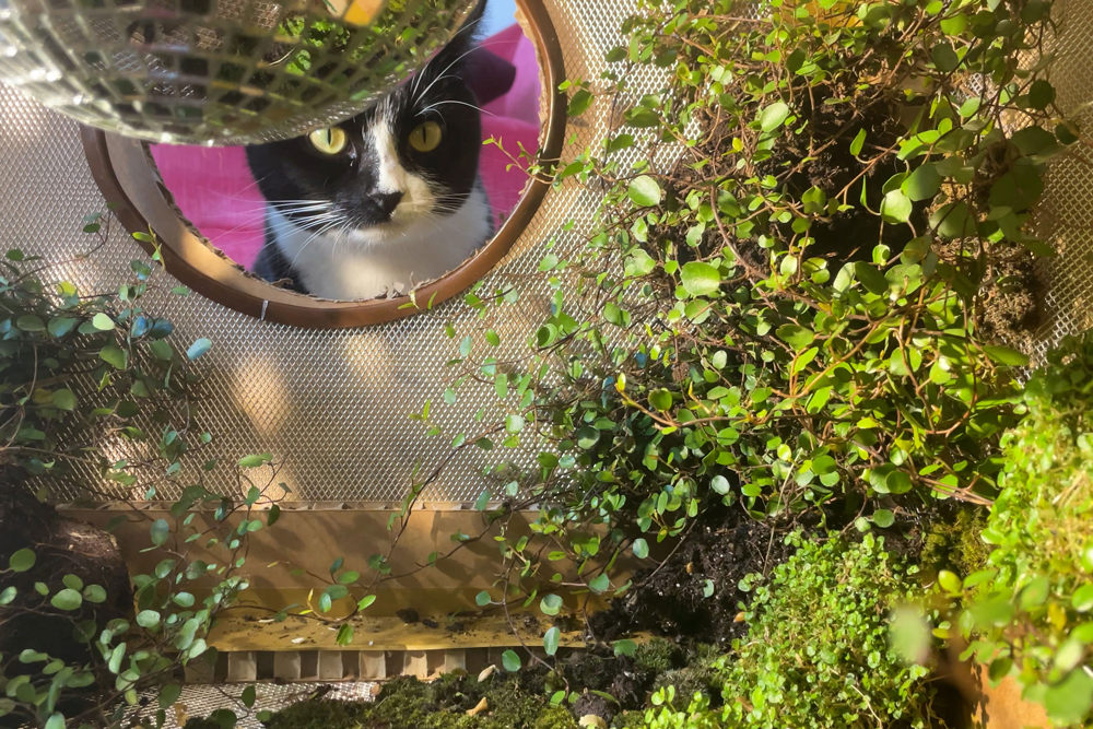 Art for cats? Yes purr-lease! | Apollo Magazine - Vimarsana News