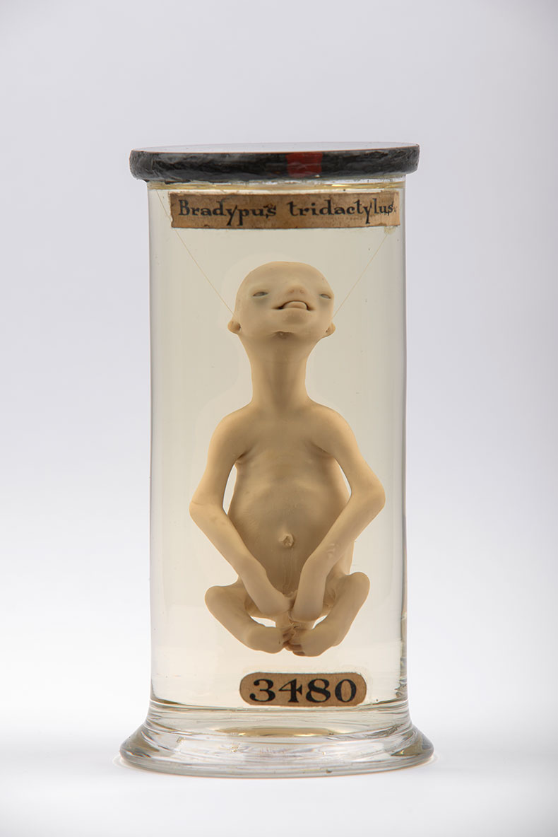 sloth fetus floating in a test tube