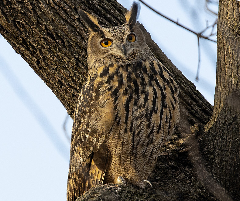 All hail Flaco, the owl who rules Manhattan – Apollo Magazine